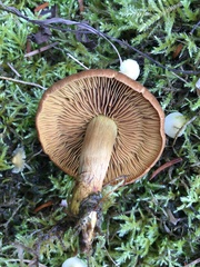 Cortinarius sanguineus