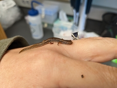 Hemidactylium scutatum