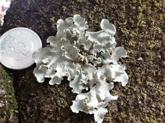 Parmotrema austrosinense