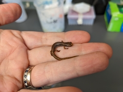 Hemidactylium scutatum