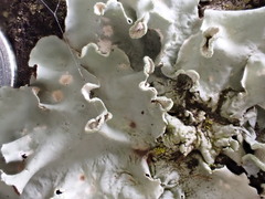 Parmotrema austrosinense