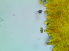 Melanoleuca exscissa