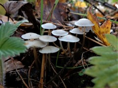 Strobilurus trullisatus