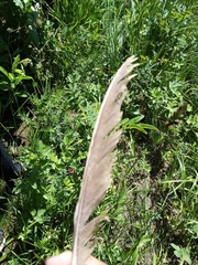 Tetrao urogallus