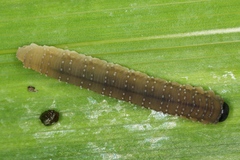 Rhadinoceraea micans