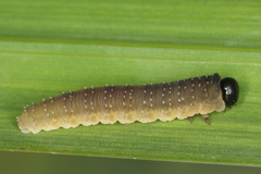 Rhadinoceraea micans