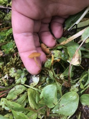 Galerina badipes