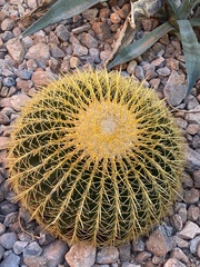 Kroenleinia grusonii