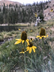 Rudbeckia californica