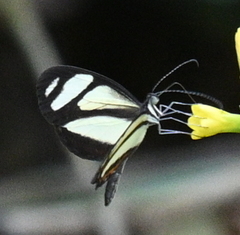 Moschoneura