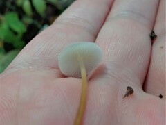 Strobilurus trullisatus