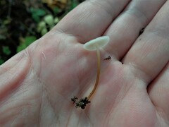 Strobilurus trullisatus