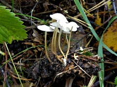 Strobilurus trullisatus