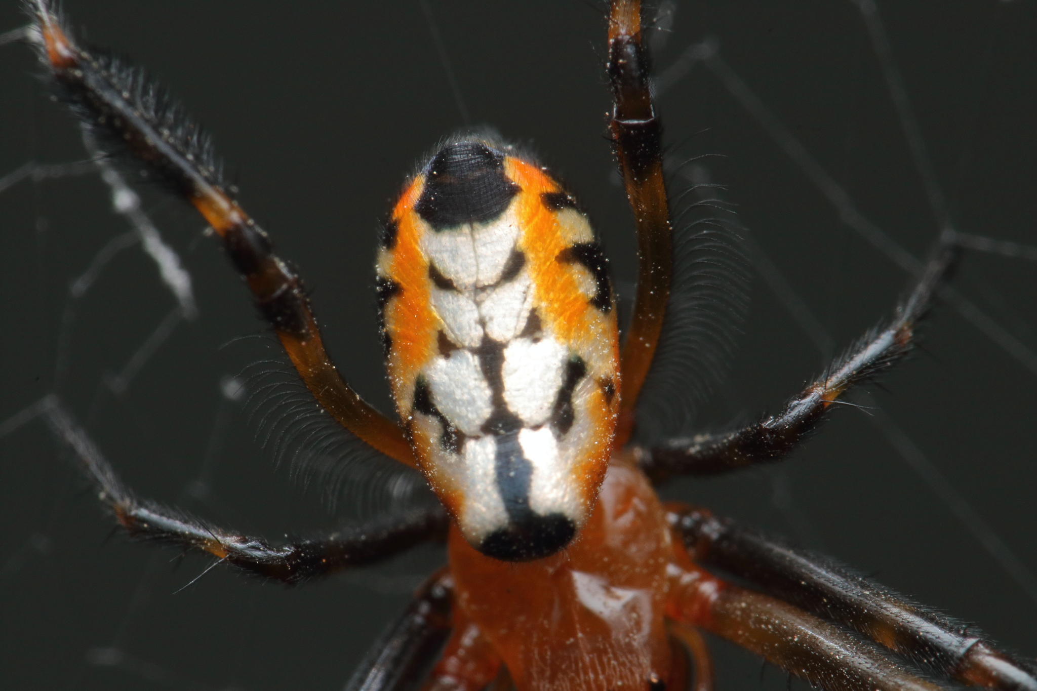 Pear-shaped Opadometa fastigata P2090844, This spider has t…