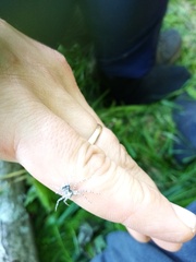 Philodromus margaritatus