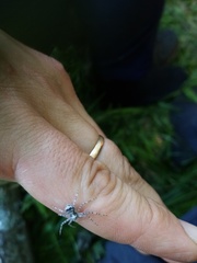 Philodromus margaritatus