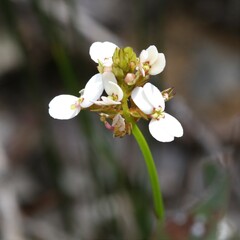 Stylidium scariosum