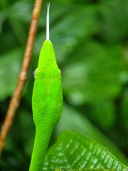 Ahaetulla prasina