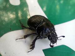 Typhaeus typhoeus