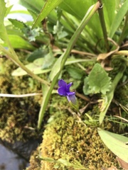 Gentianopsis simplex