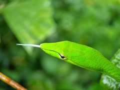 Ahaetulla prasina