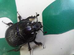 Typhaeus typhoeus