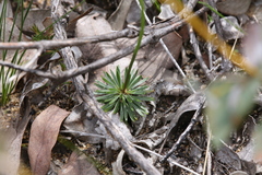 Stylidium scariosum