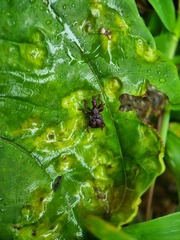 Apoderinae