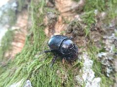 Typhaeus typhoeus