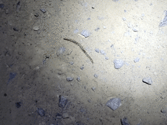 Arthrorhabdus pygmaeus