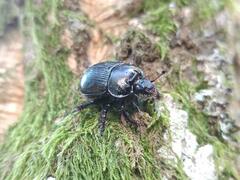Typhaeus typhoeus