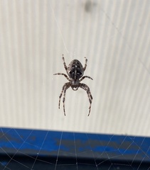 Araneus diadematus