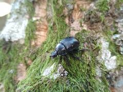 Typhaeus typhoeus