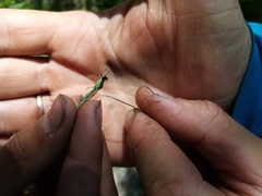Coenagrion hastulatum