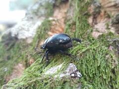 Typhaeus typhoeus