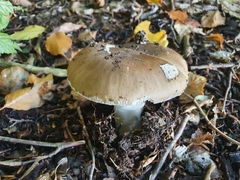 Amanita excelsa