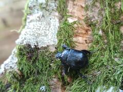 Typhaeus typhoeus