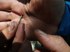 Coenagrion hastulatum