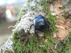 Typhaeus typhoeus
