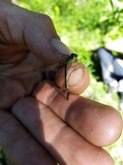 Coenagrion hastulatum