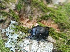 Typhaeus typhoeus
