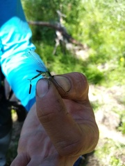 Coenagrion hastulatum