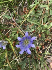 Gentiana newberryi