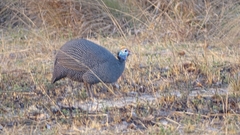 Numida meleagris marungensis