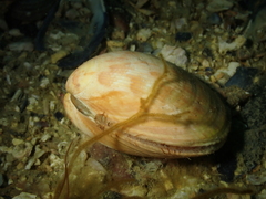 Laevicardium crassum