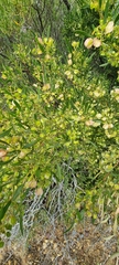 Dodonaea viscosa