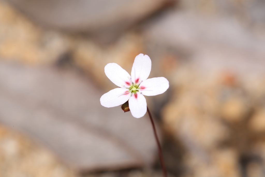 Drosera spilos, North Bannister WA 6390, Australia