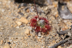 Drosera spilos