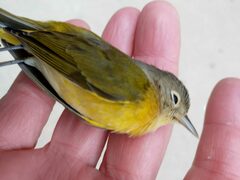 Leiothlypis ruficapilla