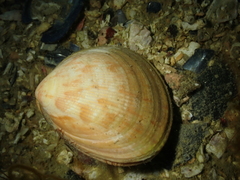 Laevicardium crassum